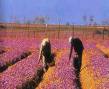 Kashmir Saffron